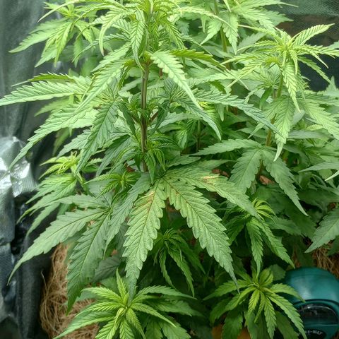 Prensado growlog photo: Acordaram mais saudáveis hoje, mais em pé, segue o plano 