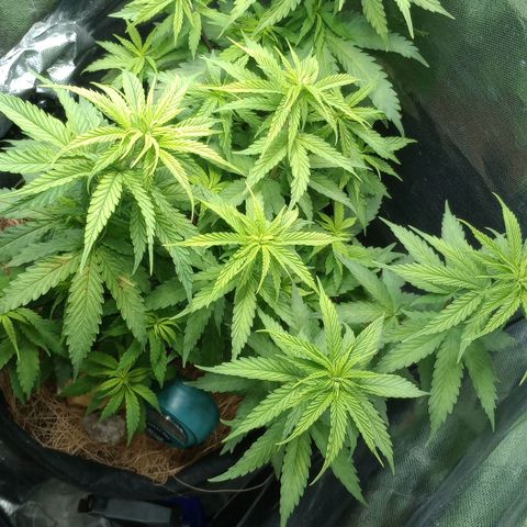 Prensado growlog photo: Acordaram mais saudáveis hoje, mais em pé, segue o plano 