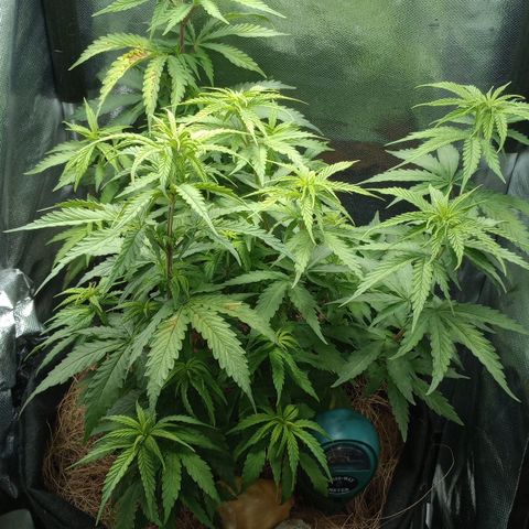 Prensado growlog photo: Acordaram mais saudáveis hoje, mais em pé, segue o plano 