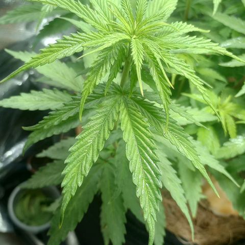 Prensado growlog timeline photo