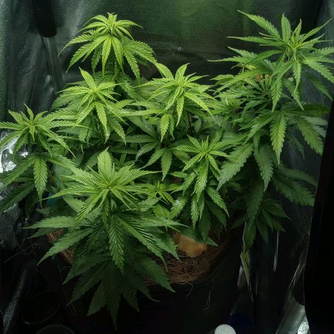 Prensado growlog timeline photo