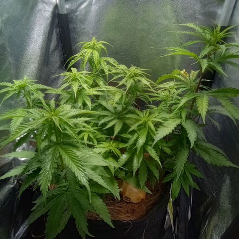 Prensado growlog timeline photo