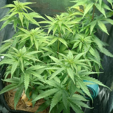 Prensado growlog timeline photo