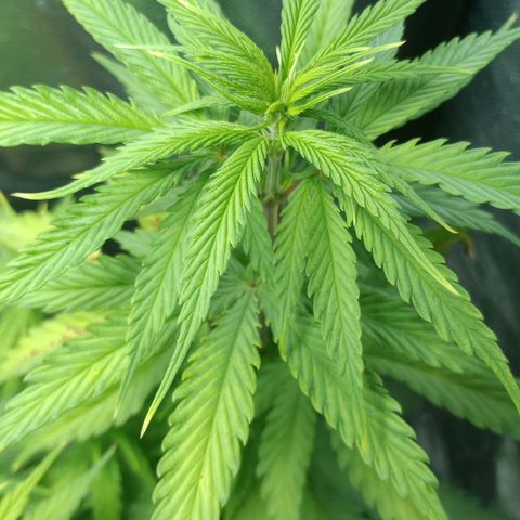 Prensado growlog timeline photo