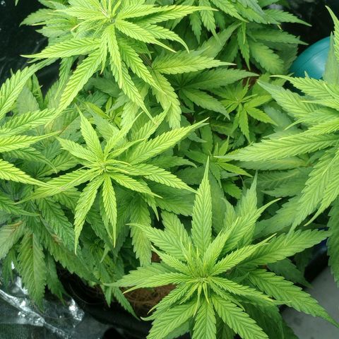 Prensado growlog timeline photo