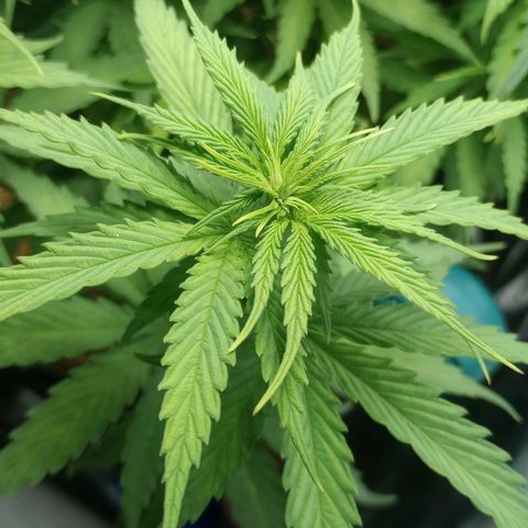 Prensado growlog timeline photo