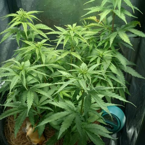 Prensado growlog timeline photo