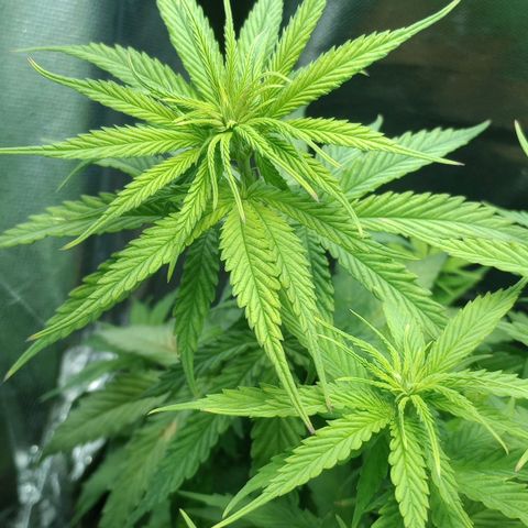 Prensado growlog timeline photo