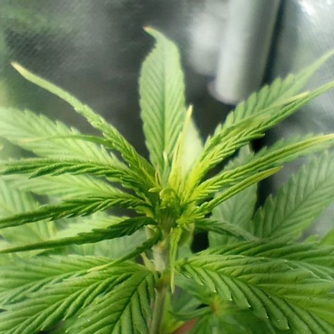 Prensado growlog timeline photo
