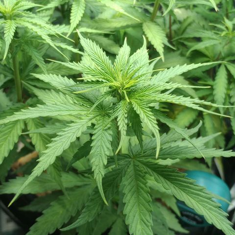 Prensado growlog timeline photo
