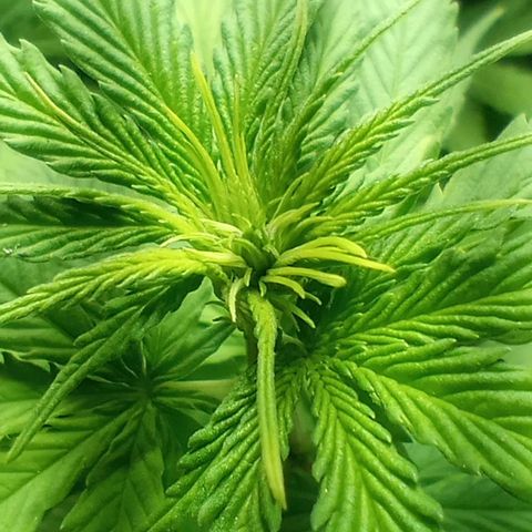 Prensado growlog timeline photo