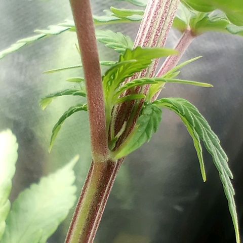 Prensado growlog timeline photo
