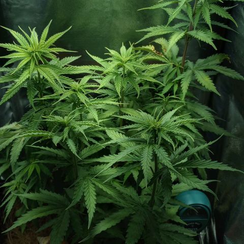 Prensado growlog timeline photo