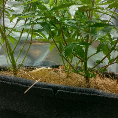 Prensado growlog timeline photo