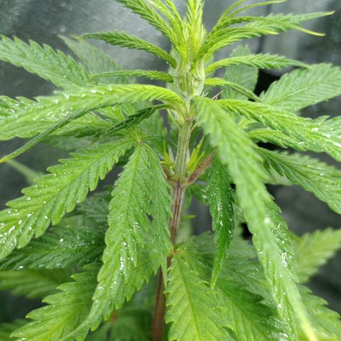 Prensado growlog timeline photo
