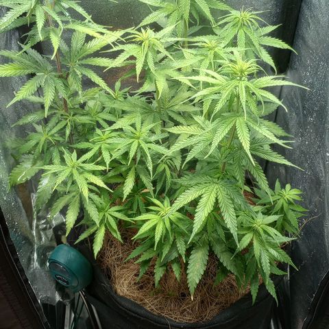 Prensado growlog timeline photo