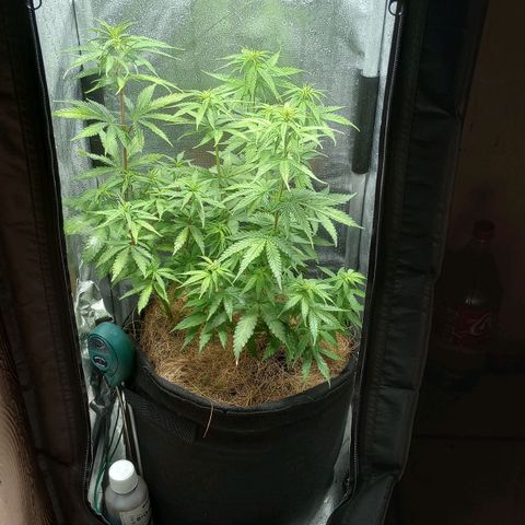 Prensado growlog timeline photo