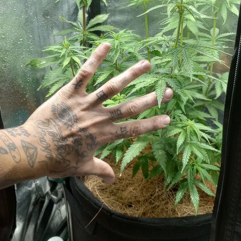 Prensado growlog timeline photo