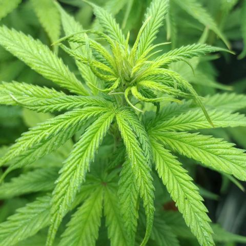 Prensado growlog timeline photo