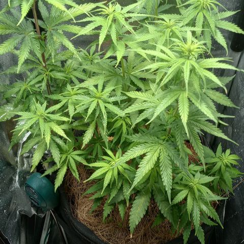Prensado growlog timeline photo