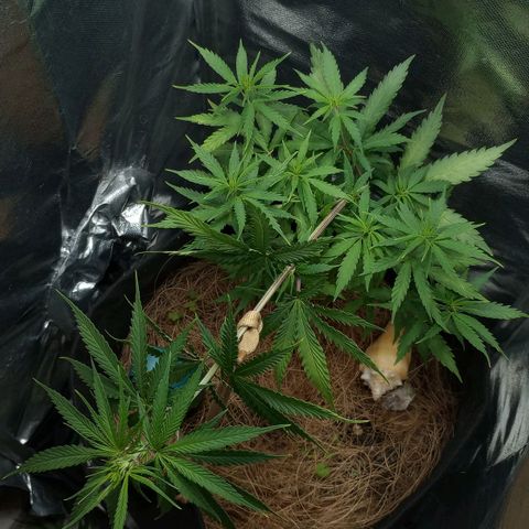 Prensado growlog timeline photo