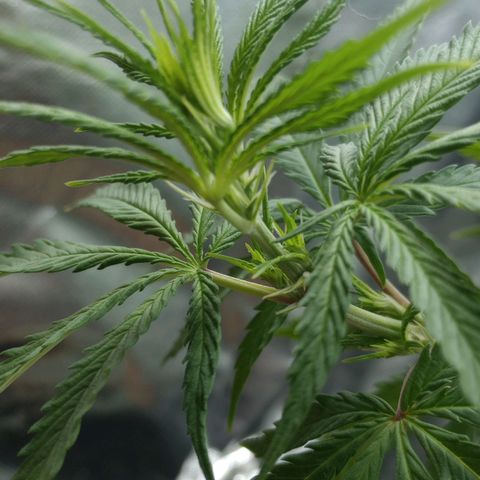 Prensado growlog timeline photo