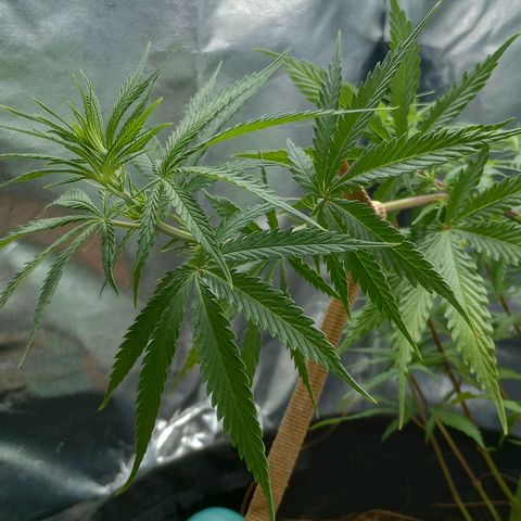 Prensado growlog timeline photo