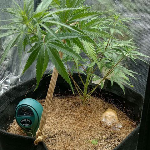 Prensado growlog timeline photo