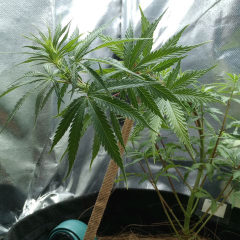 Prensado growlog timeline photo