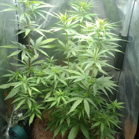Prensado growlog timeline photo