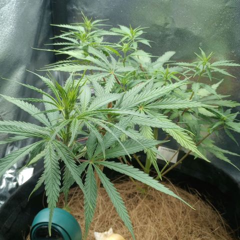 Prensado growlog timeline photo
