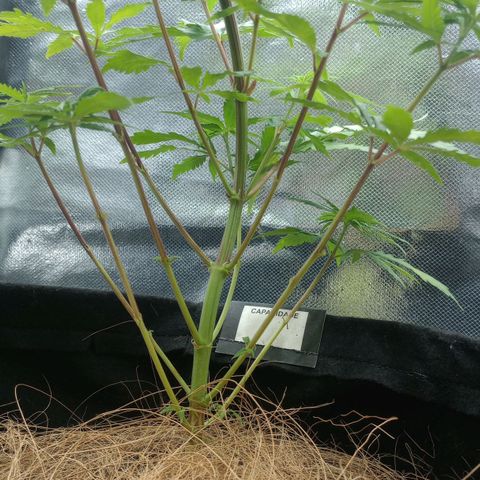 Prensado growlog timeline photo