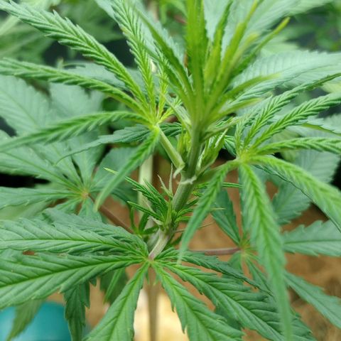 Prensado growlog timeline photo