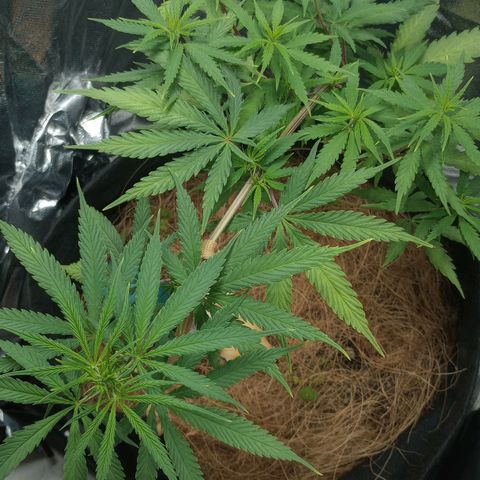 Prensado growlog timeline photo