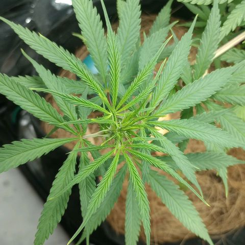 Prensado growlog timeline photo