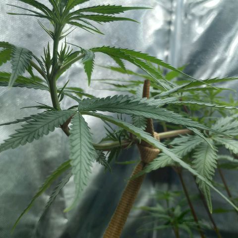 Prensado growlog timeline photo
