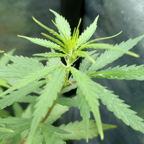 Prensado growlog timeline photo