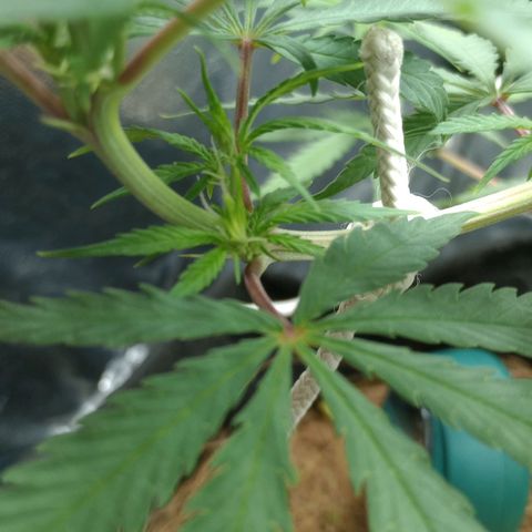 Prensado growlog timeline photo