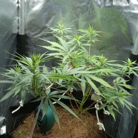 Prensado growlog timeline photo