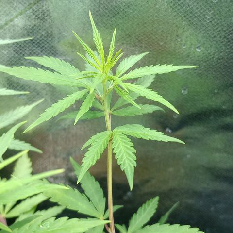 Prensado growlog timeline photo