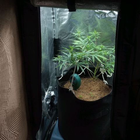 Prensado growlog timeline photo