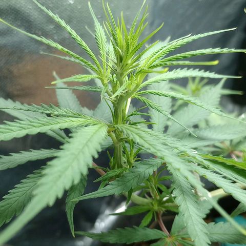 Prensado growlog timeline photo
