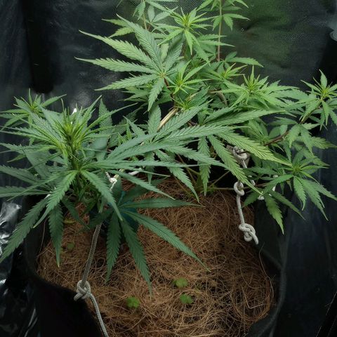 Prensado growlog timeline photo