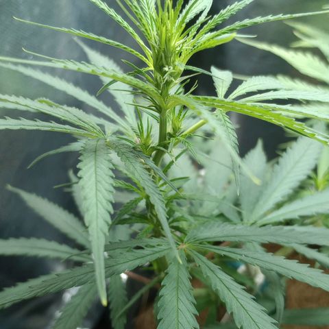 Prensado growlog timeline photo