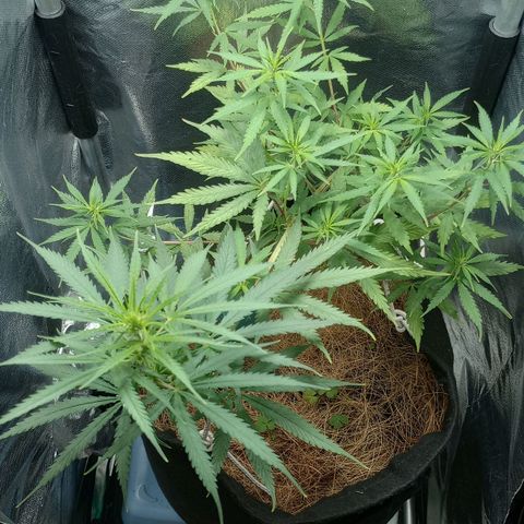 Prensado growlog timeline photo