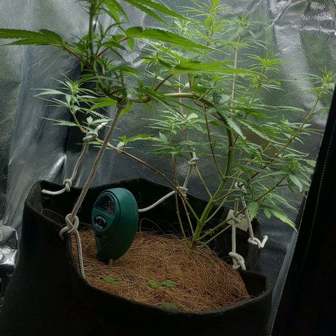 Prensado growlog timeline photo