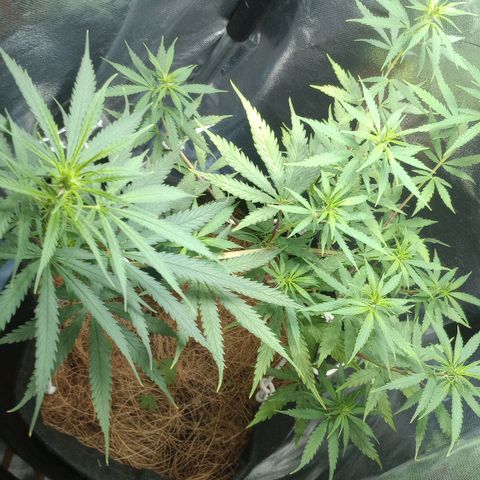 Prensado growlog timeline photo