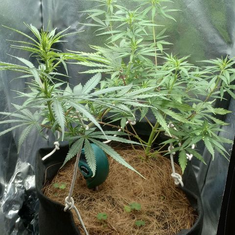 Prensado growlog timeline photo