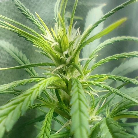 Prensado growlog timeline photo