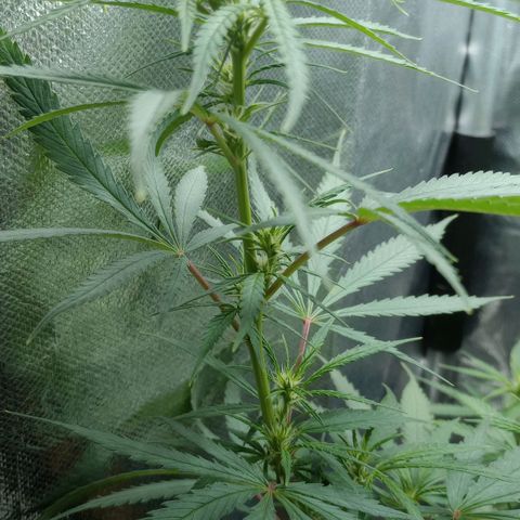 Prensado growlog timeline photo